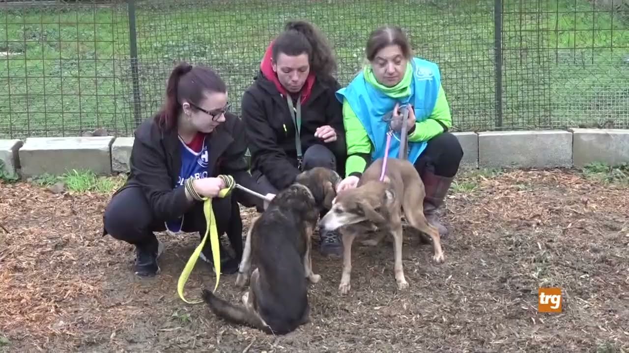A Città di Castello vetrine solidali a “quattro zampe”