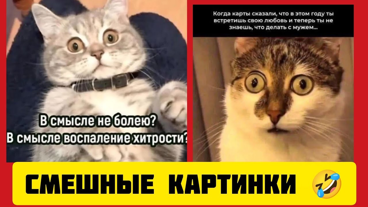 В смысле не болею?🐱В смысле воспаление хитрости😁,смешные картинки и весёлая музыка 🤣