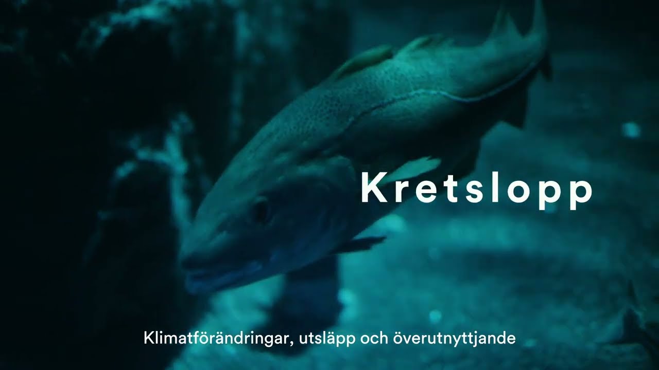 Östersjön på Skansen för skolan – om hav, hållbarhet och möjligheten att påverka