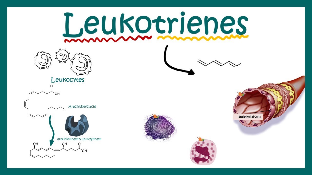 Leukotrienes || structure , function and association with disease