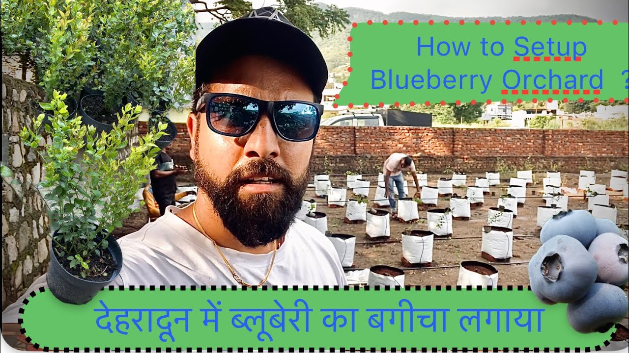 Blueberry plants setup at Dehradun| Blueberry Cultivation in India | contact 7018342467