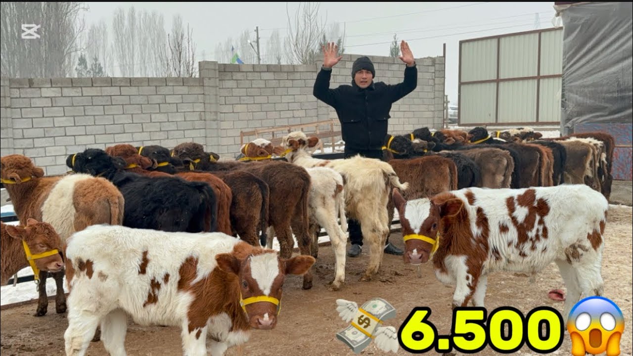 👁️6.500.BOSHLAP SMENTAL GIBRIT BUQACHALAR VA HUNAJINLAR KELDI IBROHIMJONGA 2026_01_27_yanvar.