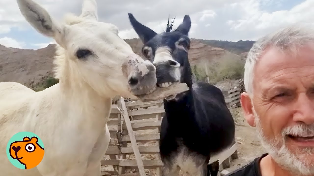 Goofy Donkeys Make Sure Dad Never Gets A Break! | Cuddle Buddies