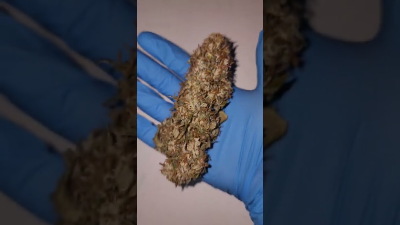eyegrow nirvana seeds gelato