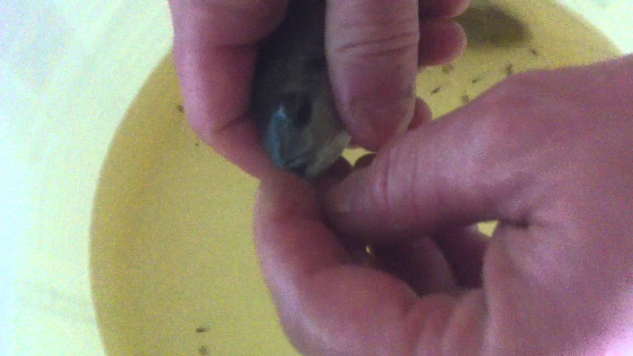 Tilapia Breeding...How to harvest Tilapia Fry.. part 1