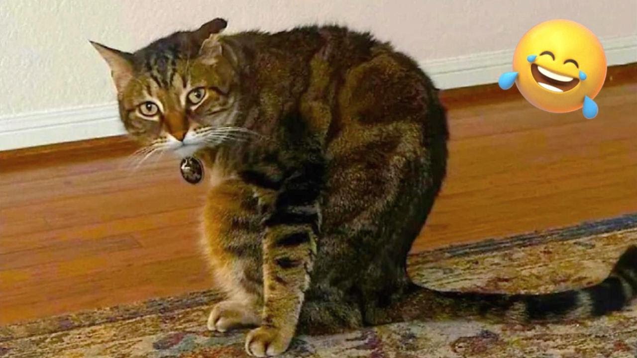 Hilarious Cats & Dogs 😂 Funniest Animal Moments Compilation! Pt 2 🐱🐶🤣