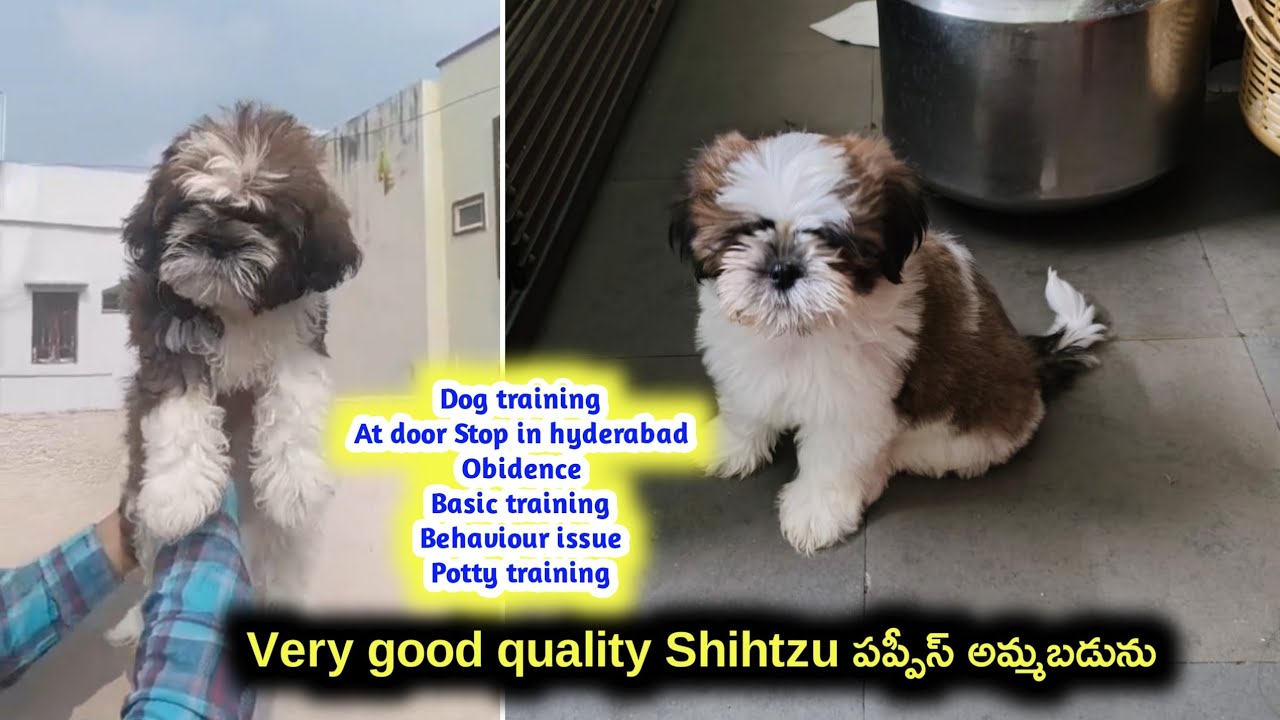 Top quality Shihtzu puppies for sale in telugu/9032185211,9000205200 /aj pets 