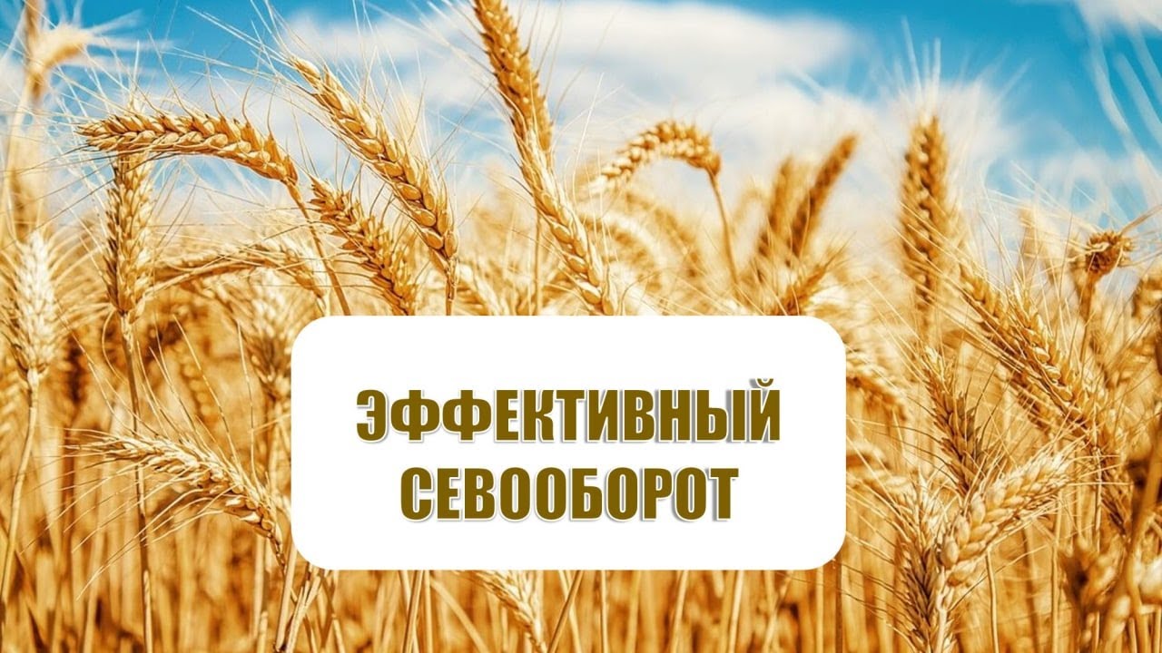 Рациональный севооборот - как составить? Подбор культур.