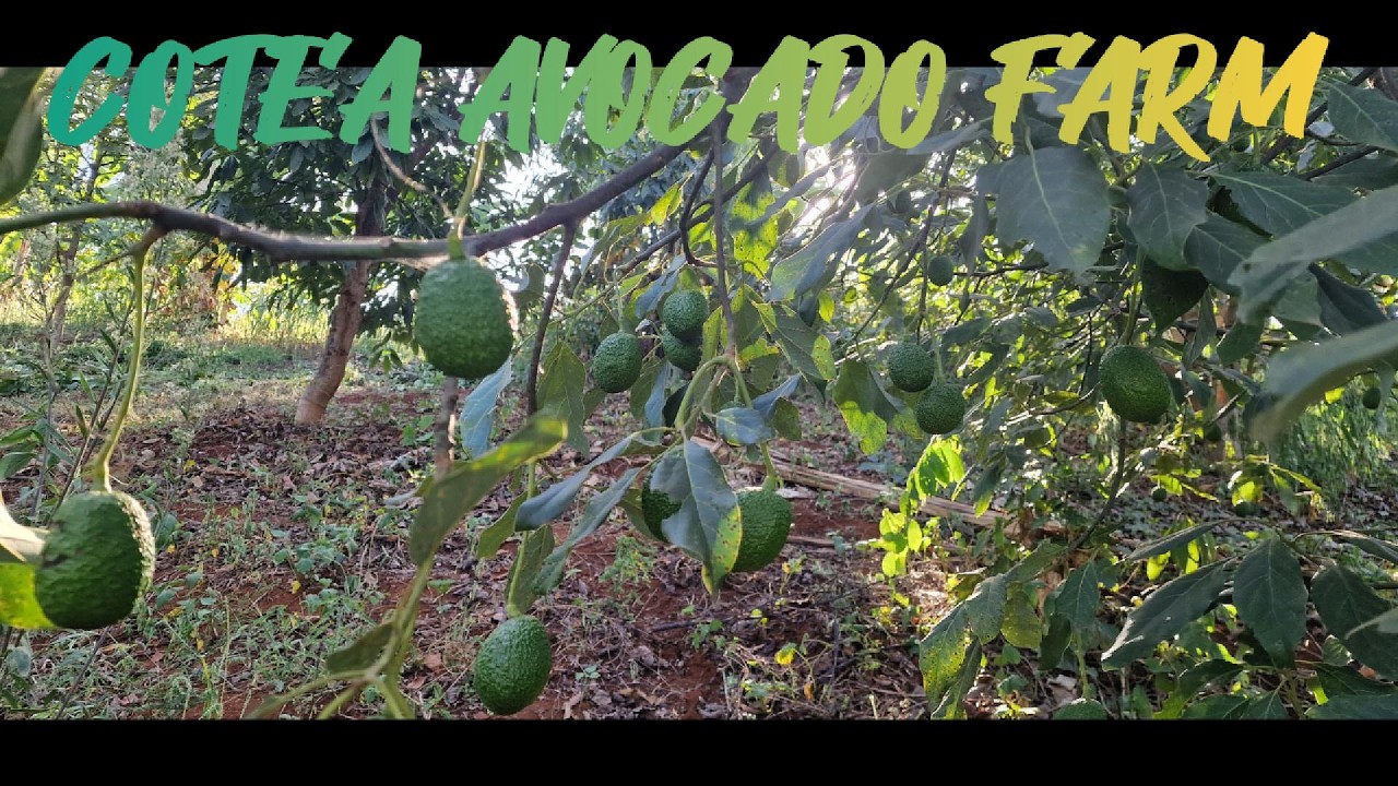 Cotea Avocado Farm\\Farming\\ Hass avocado\\Sister farming @jenerikaberglund