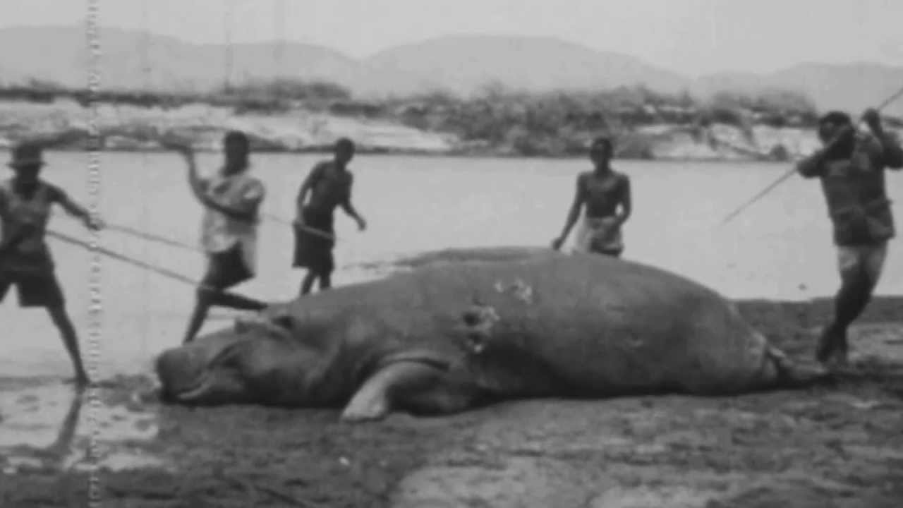 JAGEN WELTWEIT: Mit Kino und Kugel - Flusspferdjagd in Afrika