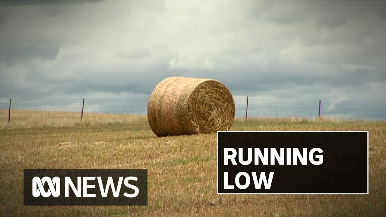 Farmers are facing a sudden spike in fodder prices, on top of drought and fire costs | ABC News