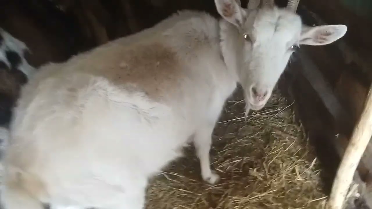 Як я запускаю кіз