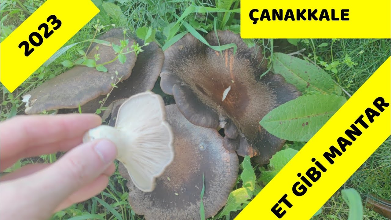 Körek mantarı meraları hiç boş çevirmiyor. En uzun süre bulunan mantar.