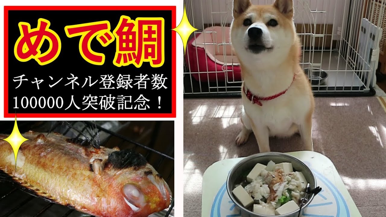 柴犬小春　めで鯛！を前に大はしゃぎ！チャンネル登録者数１０００００人突破記念動画^^ASMR、音フェチ・飯テロ