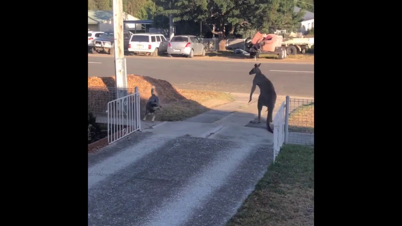 Kangaroo vs Dog Fight - Broadford, Victoria