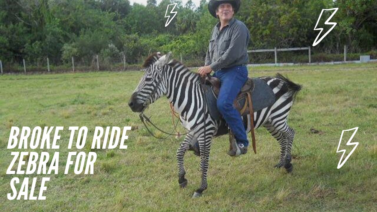 Broke to Ride Zebra for Sale in Jupiter, FL