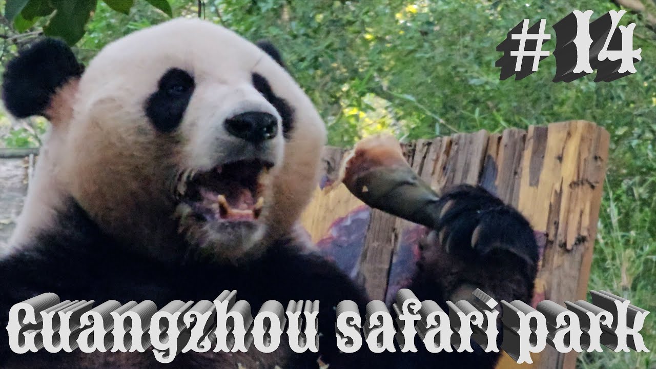 Chiny 2024 #14 Guangzhou 广州 Park Safari