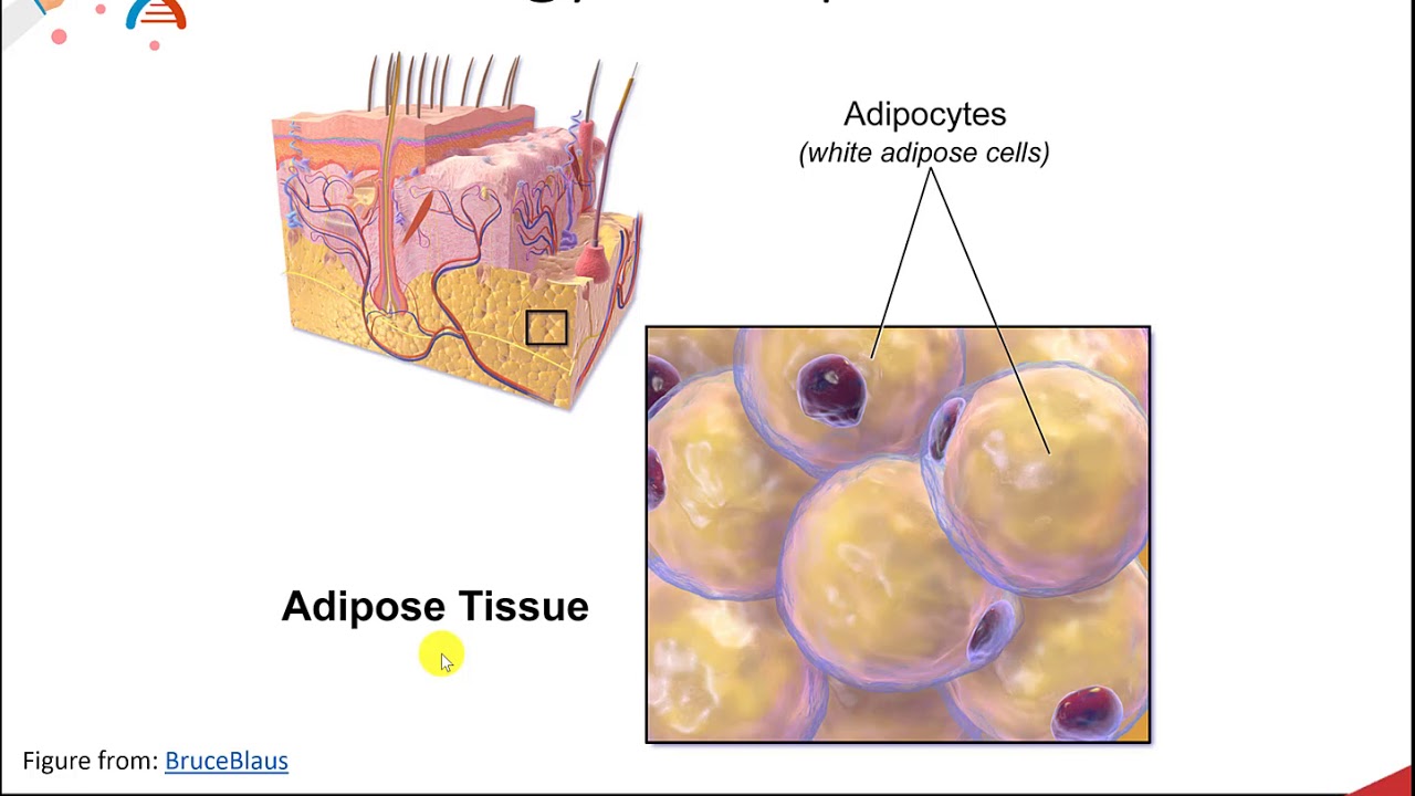 Lipids part 7 of 12: Adipose Tissue and Transportation