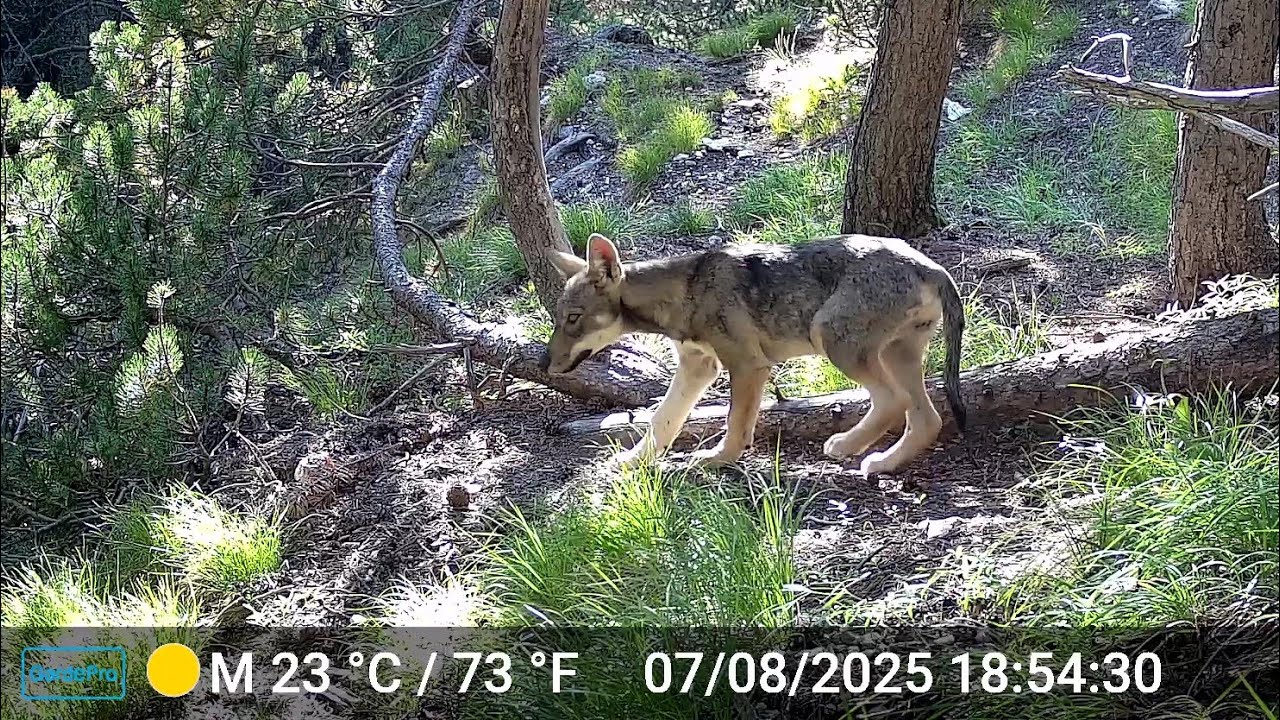 Une meute de loups avec 3 louveteaux