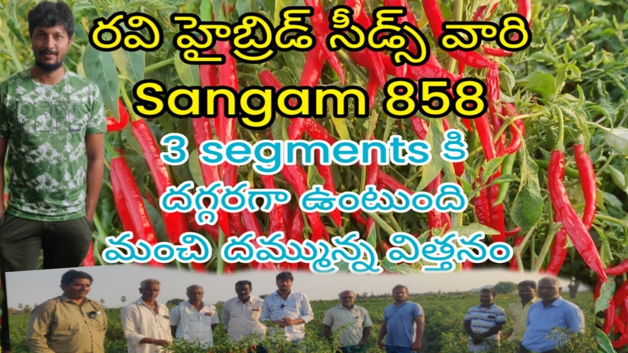 #mirchi లో మంచి దిగుబడి & మూడు segments కి సెట్ అయ్యే #RHS #sangam #858  #మిరప లో టాప్ క్వాలిటీ #