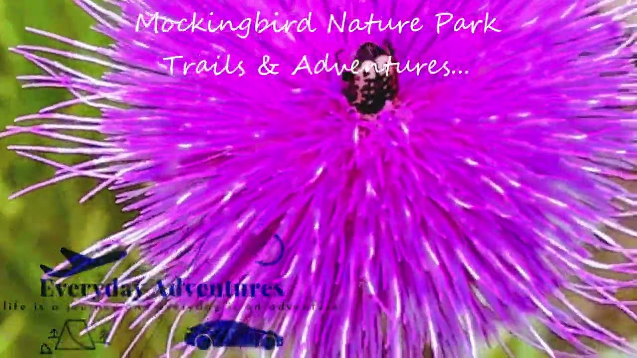 Enjoying Flowers at the Trail | Mockingbird Nature Park | Midlothian Texas #wildflowers #texastravel