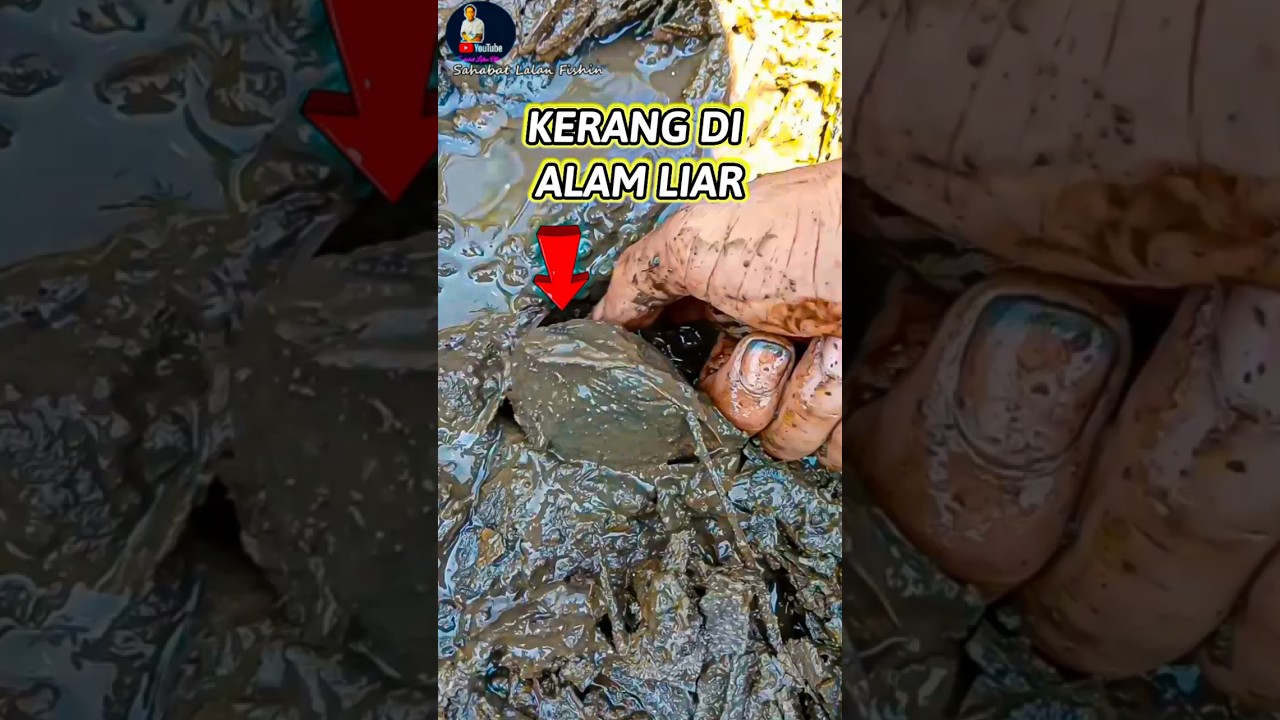 CARI KERANG KEPAH DILUMPURAN PINGGIR SUNGAI #shorts #shortsfeed #carikerang