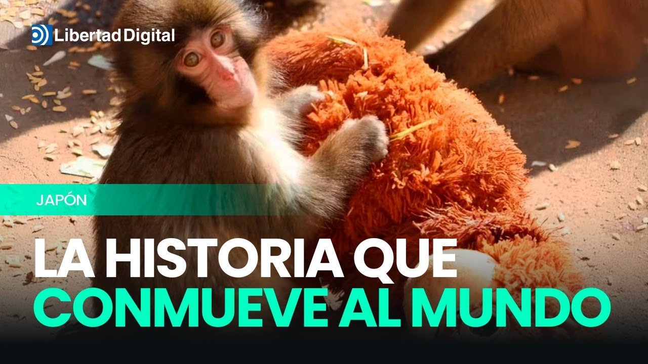 JAP&Oacute;N | La conmovedora historia de un mono beb&eacute; abandonado por su madre