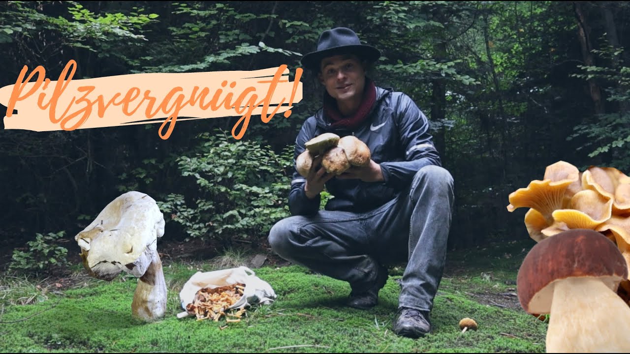 Überraschungsfund im Steinpilzwald! 🌳 Das Beste kommt zum Schluss 😃 Trompetenpfifferlinge überall!
