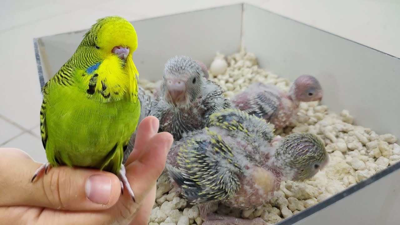 Sahiplendirilecek Muhabbet Kuşları