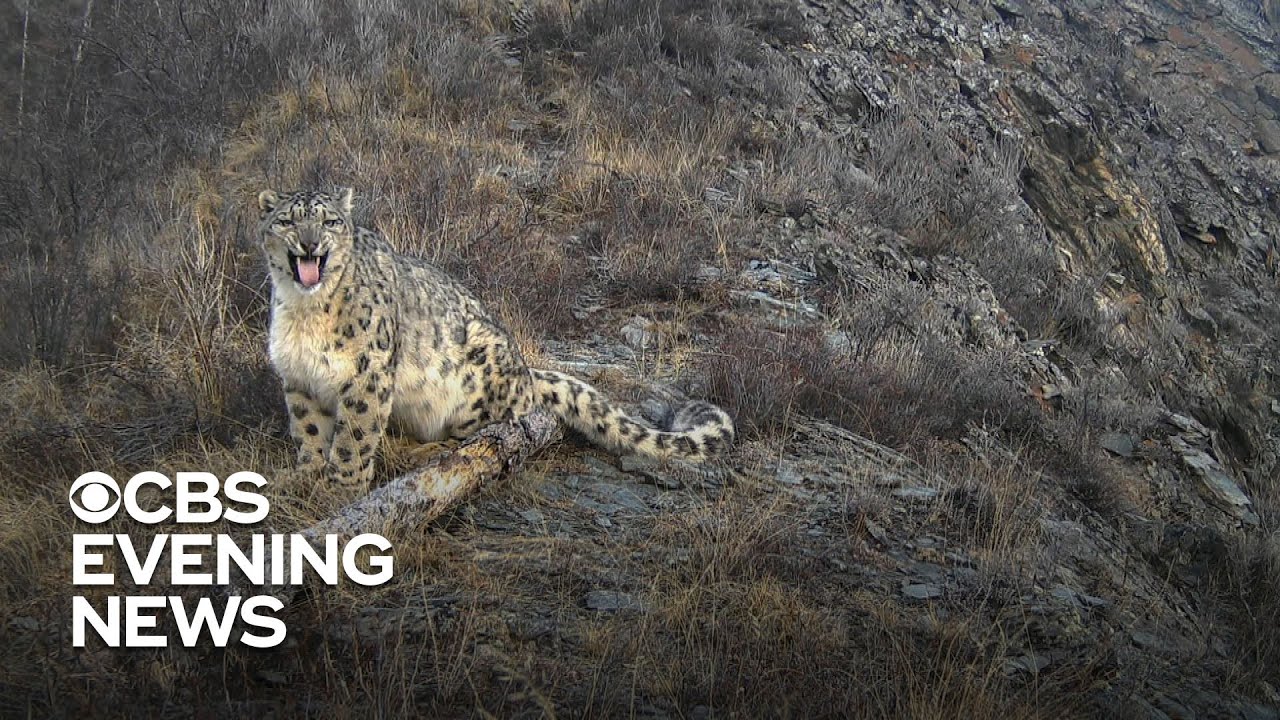 Former hunters helping to save endangered snow leopards
