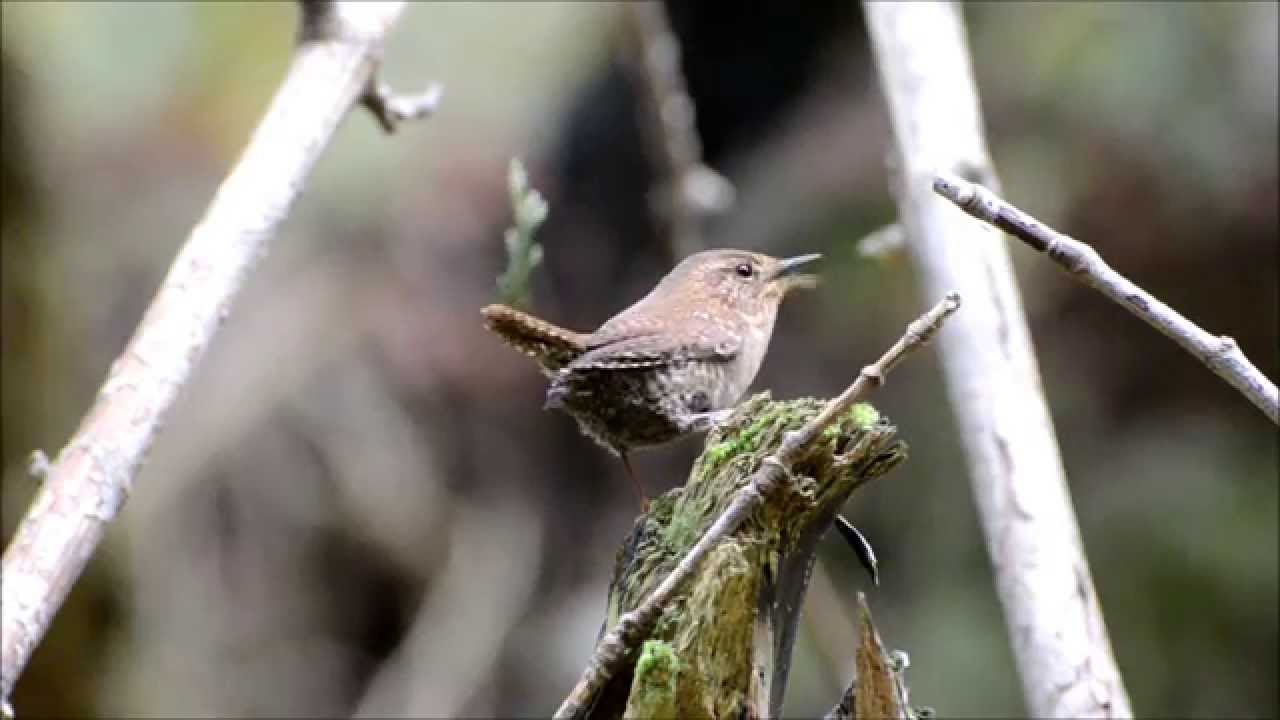 Birds of the Pacific Northwest: The Pacific Wren