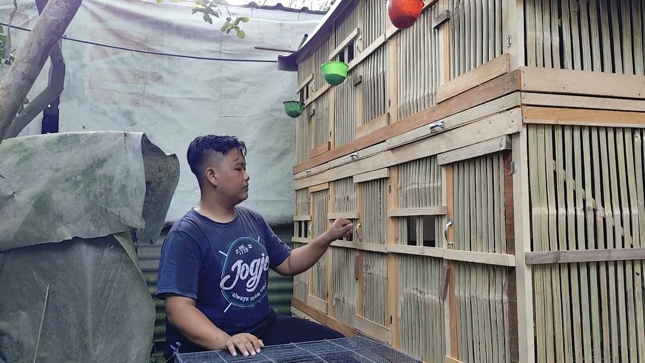 Panen anak ayam usia 2bulan