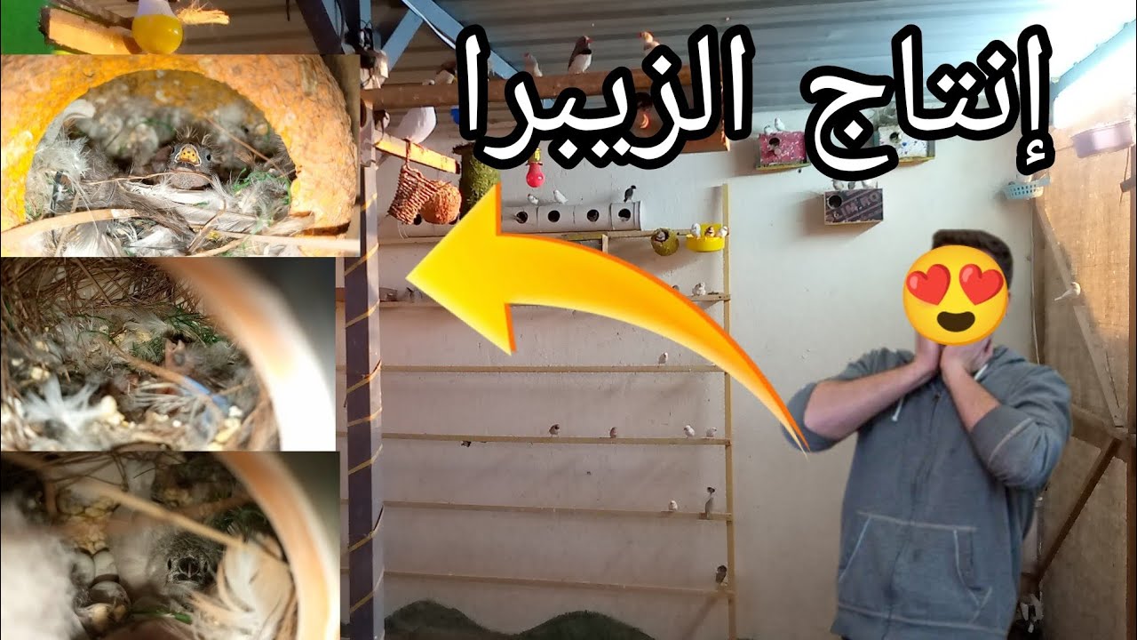 إنتاج الفناجس قوي جداً 😱 + تفقيس بيض الاكويت 🐣