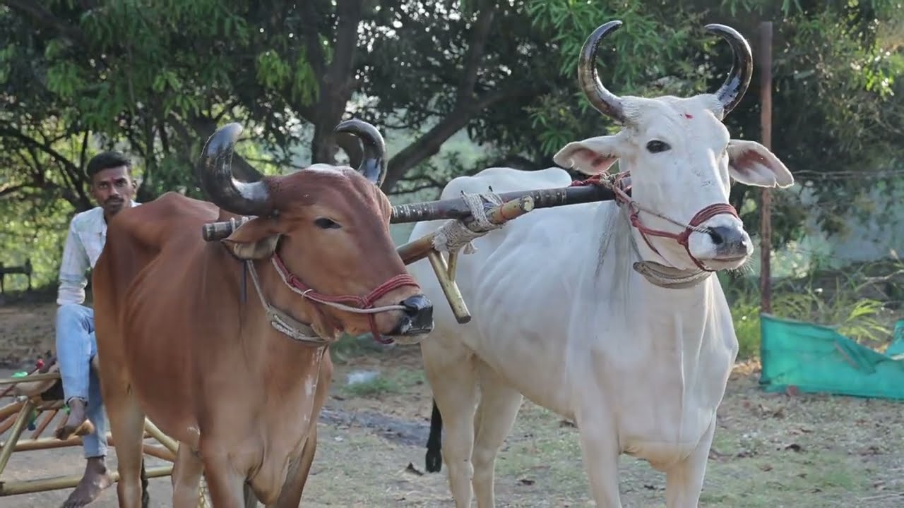 Ahir Samaj bull Race 2025 ( barsol Dharampur)