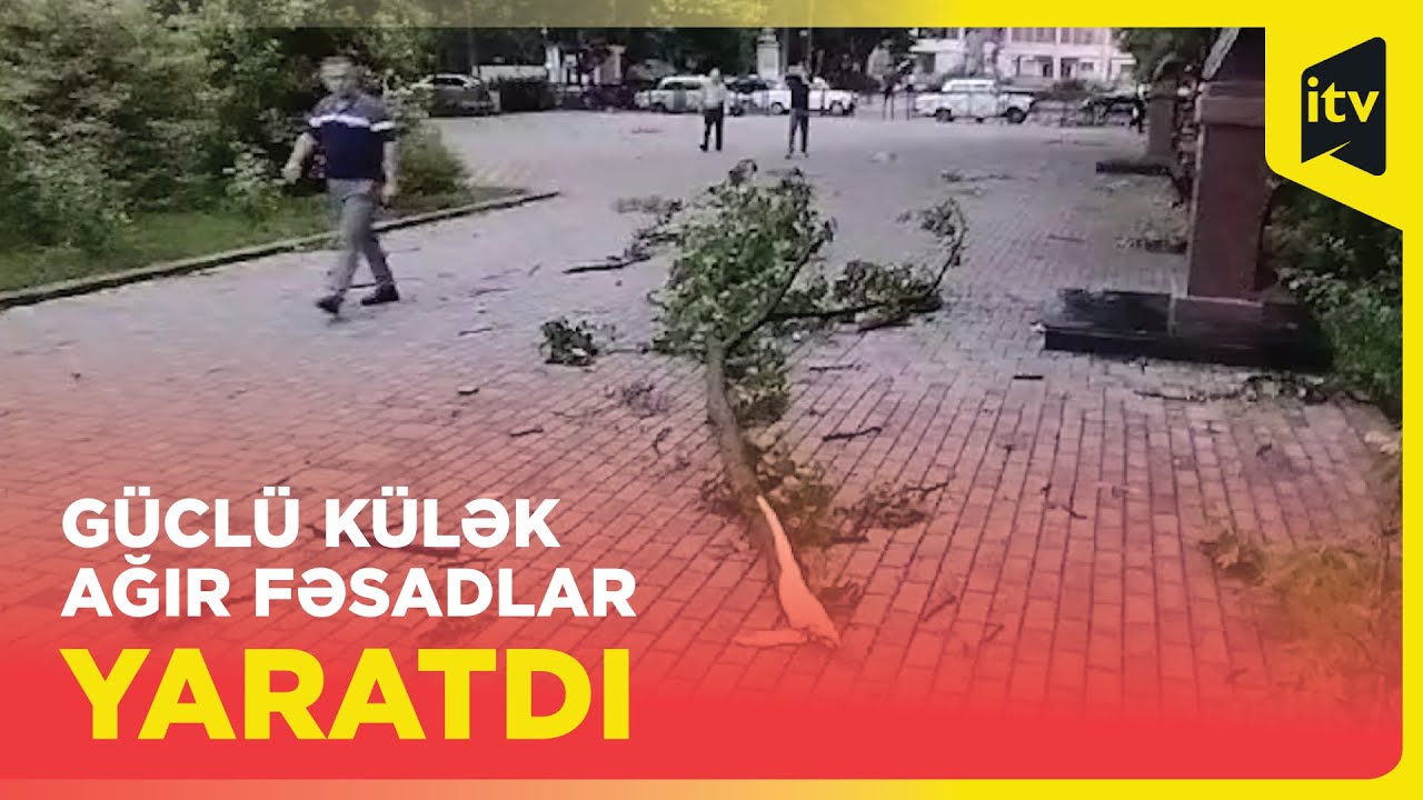 Güclü külək Qazaxda irigövdəli ağacları aşırdı