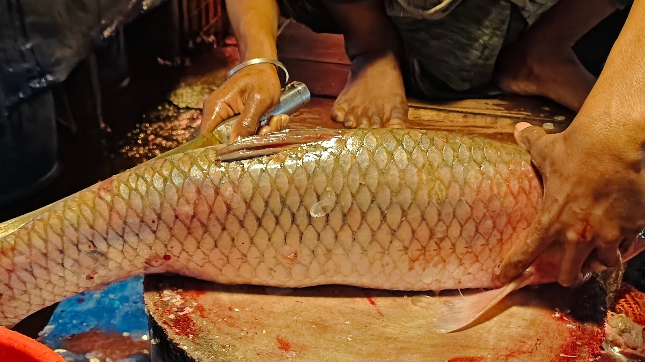 🔴 Live 🔴 Ami Babu Fishing