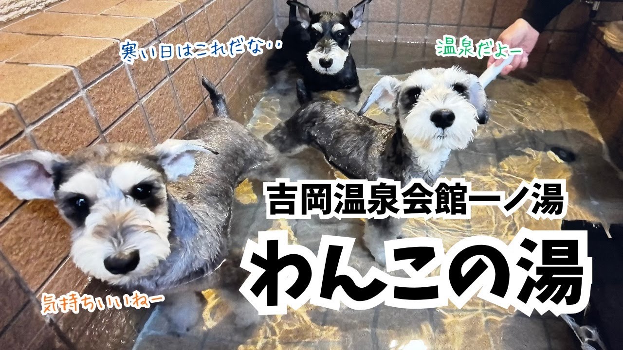 【愛犬とお出かけ】大雪の中行ってきた！わんこ専用の温泉がある、吉岡温泉会館一ノ湯のわんこの湯が最高でした✨