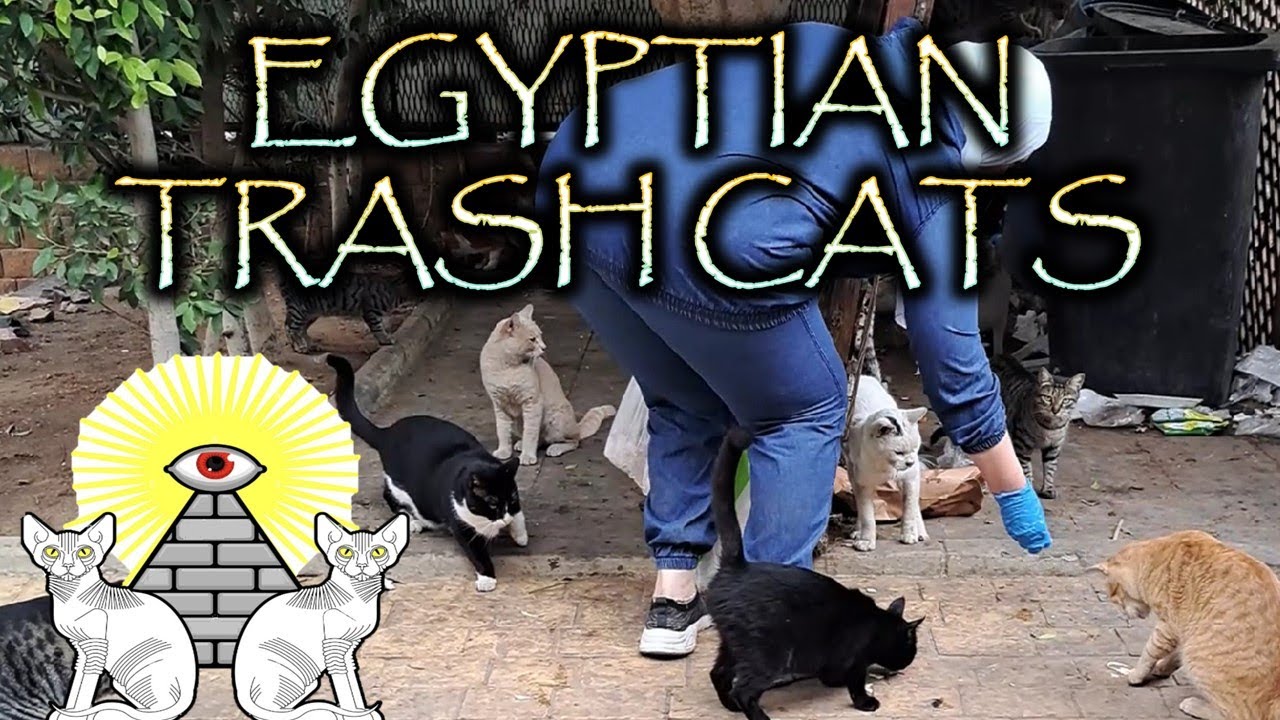 CAT RESCUE (Sick Cat and Cat Family Update) Episode 4