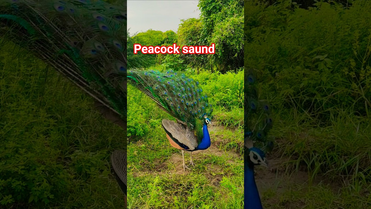 beautiful peacock saund peacock voice peacock call peacock dance #birds #cutebirds #birdlove #parrot