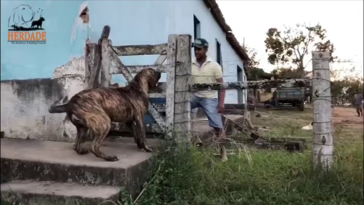 FILA BRASILEIRO, mostrando temperamento desde novos.