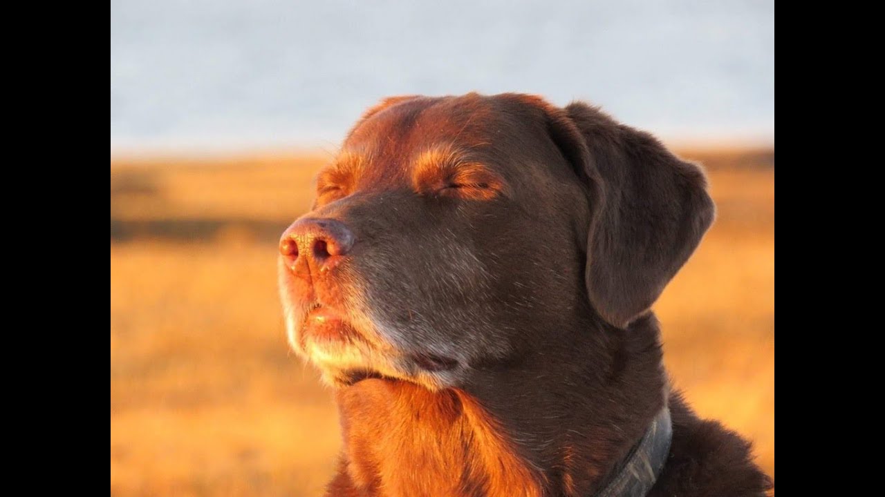 VALORANT LIVE INDIA | 2GAMES AWAY FROM RADIANT| ROAD TO 2K SUBS | !TBONE !TEC