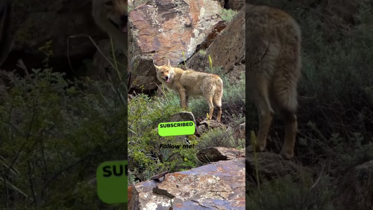 rare Himalayan wolf