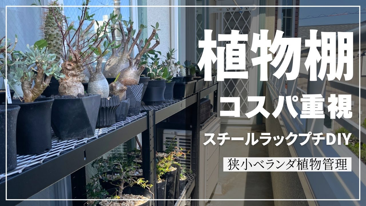 屋外の塊根多肉植物棚をアップデート！高コスパのスチールラックにエキスパンドメタル組合せ｜狭小ベランダ植物管理