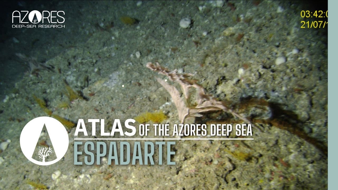 Espadarte seamount | ATLAS of the Azores deep sea