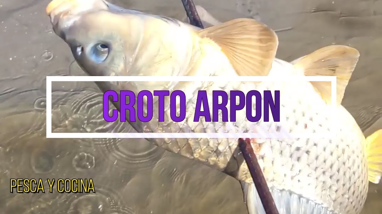 PESCANDO Y CAZANDO CARPAS