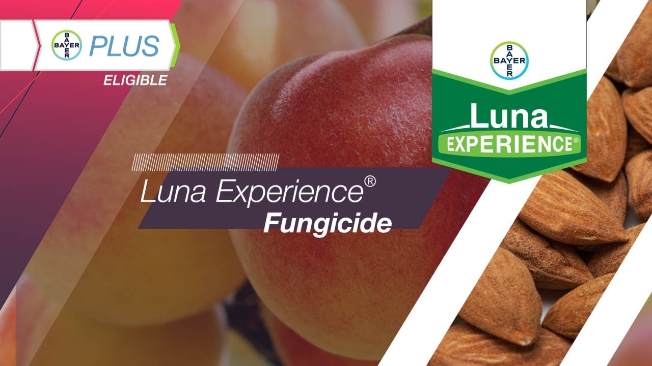 Luna Experience® Fungicide