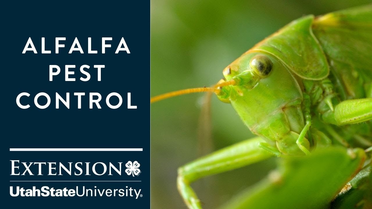 Alfalfa Pest Control