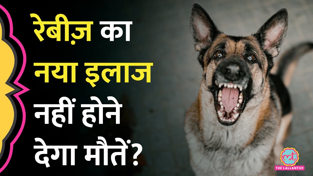 Dogs के काटने से होने वाले Rabies का India में अब नया इलाज! बचेंगी जानें