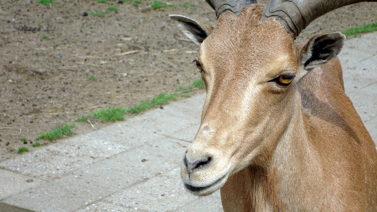Skærup zoo
