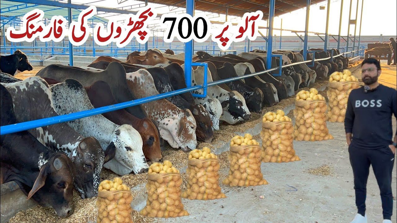 Фермерский бизнес Bachra Farming в Пакистане для откорма скота и выращивания курбанов на ферме Al...